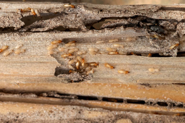 Professional Pest Control in Pegram, TN